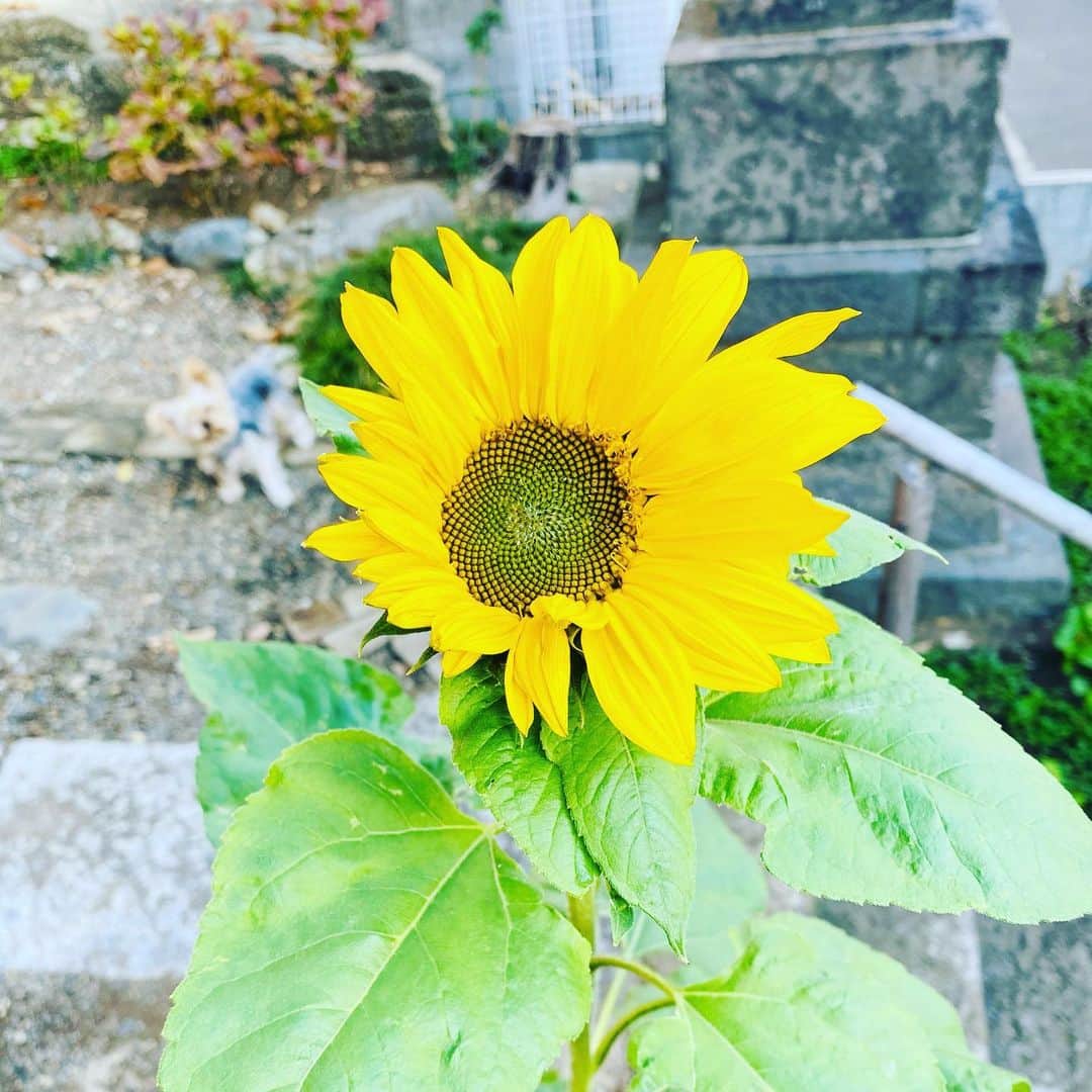 佐藤尚之のインスタグラム：「12月の野良ひまわり。  2週間前くらいだろうか、ランの途中でつぼみを見つけ、季節外れにも程があると驚きながら、それから毎日観察してきた。  少し開いては「え！寒いんですけど！」 も少し開いては「ま、まさかの冬？」 もう少し開いては「ムダ咲き？ 私、ムダ咲き？」  2週間くらい悩みに悩み、開こうか開くまいか迷いに迷い、最後はきっぱり腹を据えての今日のほぼ満開。な、感じ。  Live Free With Strong Will.  孤独でも、孤立してても、強い意志で、咲く。  来週から寒くなる。つらいなあ。 でも、キミの闘いはボクが毎日、確かに見届けるよ。」