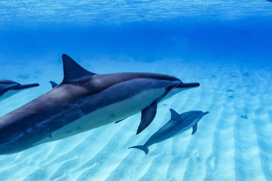 And Youさんのインスタグラム写真 - (And YouInstagram)「Take a swim on the wild side 🐬 . . . . .  #sealife #staysalty #underwaterphotography #water_of_our_world #padi #madeofocean #saltlife #staysalty #sealife #water_of_our_world #theglobewanderer #madeofocean #welivetoexplore #thewavecave #hawaiian #hawaiiunchained #hawaiilife #nakedhawaii #canonphotos #canoneos」12月13日 11時02分 - dolphinsandyou