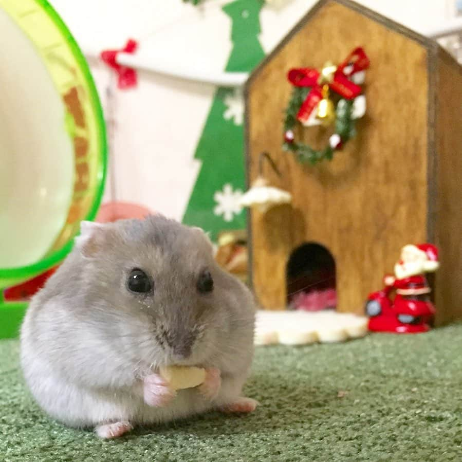 hamster_mocoのインスタグラム