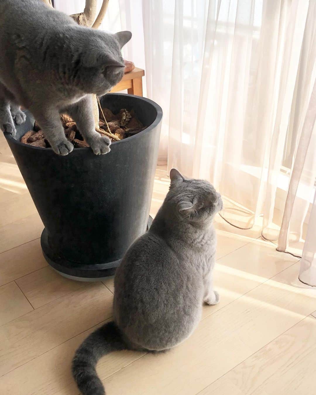 のインスタグラム：「タブのウザ男チャレンジ😽. 朝からにこたんを追いかけては振られ追いかけては無視され続けるタブはとうとう上方からアプローチ. 結果は… もちろん見向きもされず😹. . #ウザ男の日常  #取り残され気味  .  #britishshorthair #bsh #britishshorthairsmile  #cat #bluecat #catstagram #catsofworld #catsofinstagram #cats_of_instagram  #world_kawaii_cat #instagramcat #catlover #birdgram #budgie  #ブリティッシュショートヘア #ブリショー #ねこ部 #ペコねこ部 #みんねこ#にゃんすたぐらむ #猫山商事 #ブリ商会 #多頭飼い #インコスタグラム #羽衣インコ #猫とインコ #いんこ #PETomorrow」