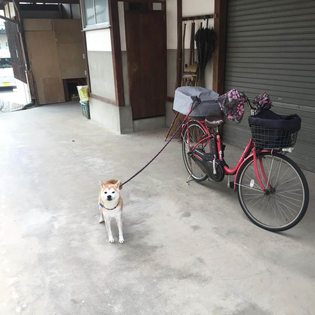 HALFBYのインスタグラム：「🚲🐕」