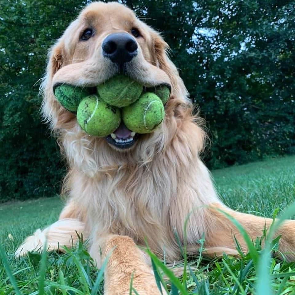 BarkBoxさんのインスタグラム写真 - (BarkBoxInstagram)「This is Finley (@finnyboymolloy). He's the Guinness World Record holder for the "most tennis balls held in the mouth by a dog." He does this all by himself 🤣」12月13日 11時06分 - barkbox