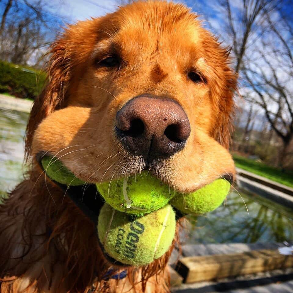 BarkBoxさんのインスタグラム写真 - (BarkBoxInstagram)「This is Finley (@finnyboymolloy). He's the Guinness World Record holder for the "most tennis balls held in the mouth by a dog." He does this all by himself 🤣」12月13日 11時06分 - barkbox