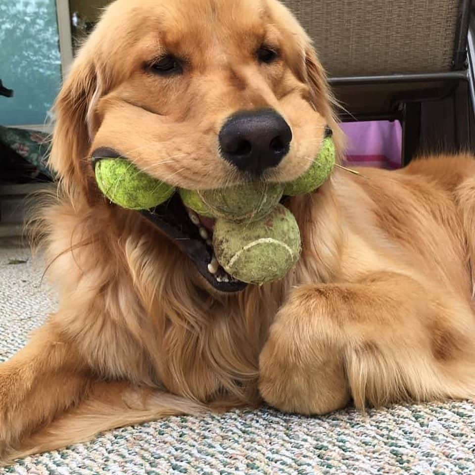 BarkBoxさんのインスタグラム写真 - (BarkBoxInstagram)「This is Finley (@finnyboymolloy). He's the Guinness World Record holder for the "most tennis balls held in the mouth by a dog." He does this all by himself 🤣」12月13日 11時06分 - barkbox