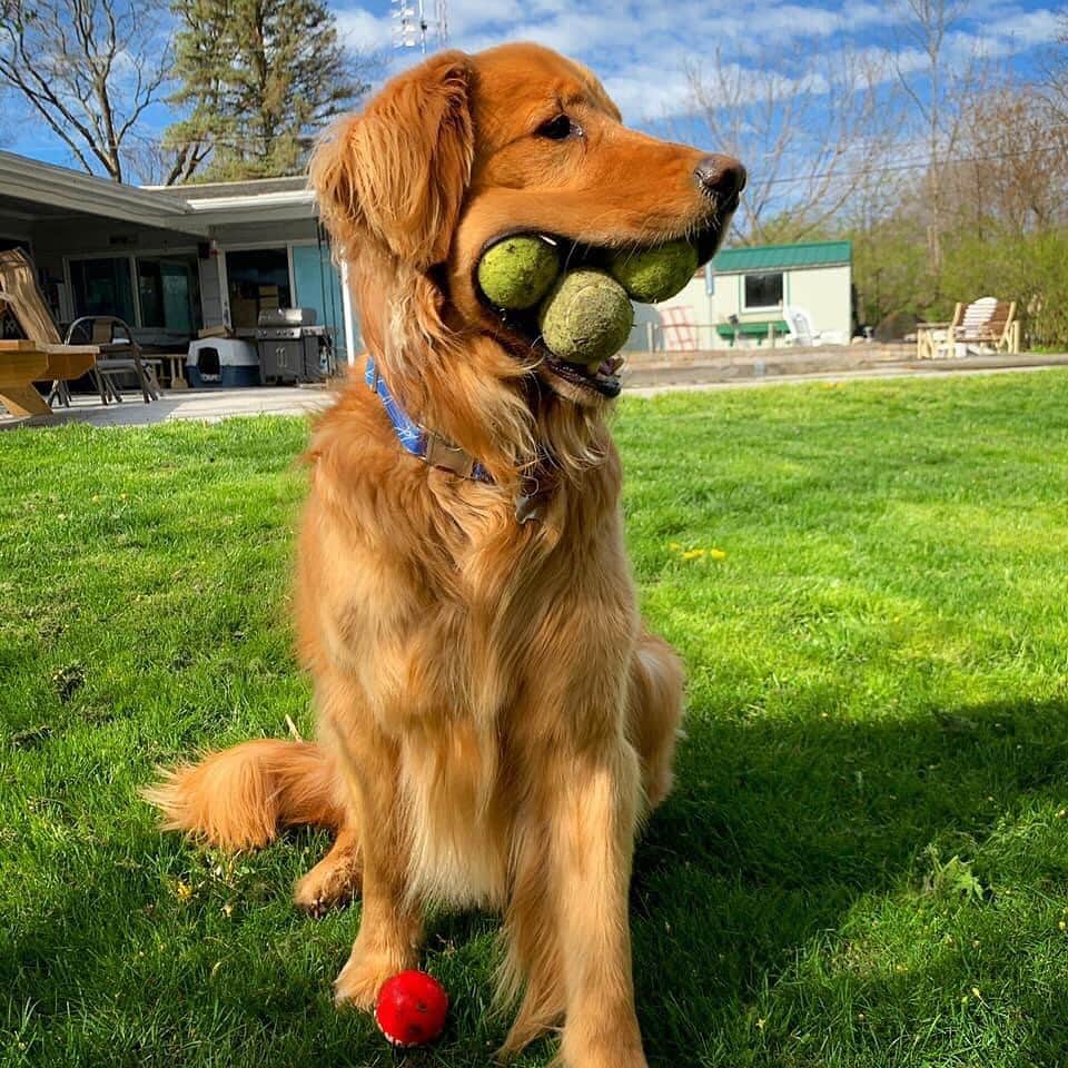 BarkBoxさんのインスタグラム写真 - (BarkBoxInstagram)「This is Finley (@finnyboymolloy). He's the Guinness World Record holder for the "most tennis balls held in the mouth by a dog." He does this all by himself 🤣」12月13日 11時06分 - barkbox