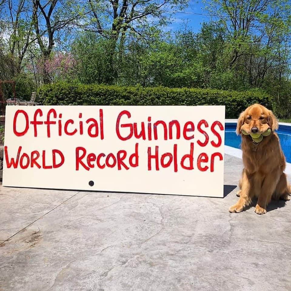 BarkBoxのインスタグラム：「This is Finley (@finnyboymolloy). He's the Guinness World Record holder for the "most tennis balls held in the mouth by a dog." He does this all by himself 🤣」
