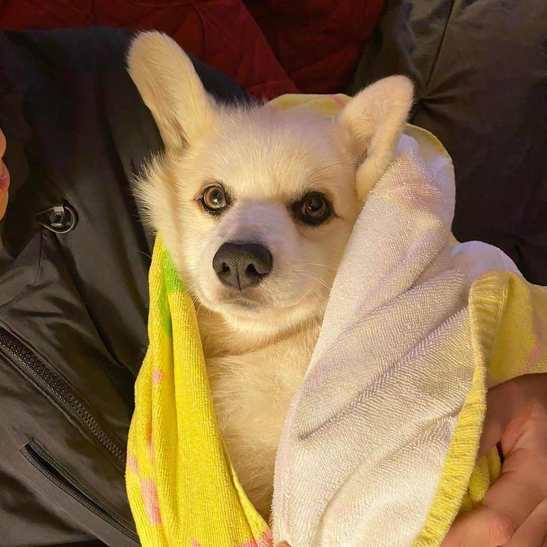 Winston the White Corgiさんのインスタグラム写真 - (Winston the White CorgiInstagram)「Bébé」12月13日 11時13分 - winstonthewhitecorgi