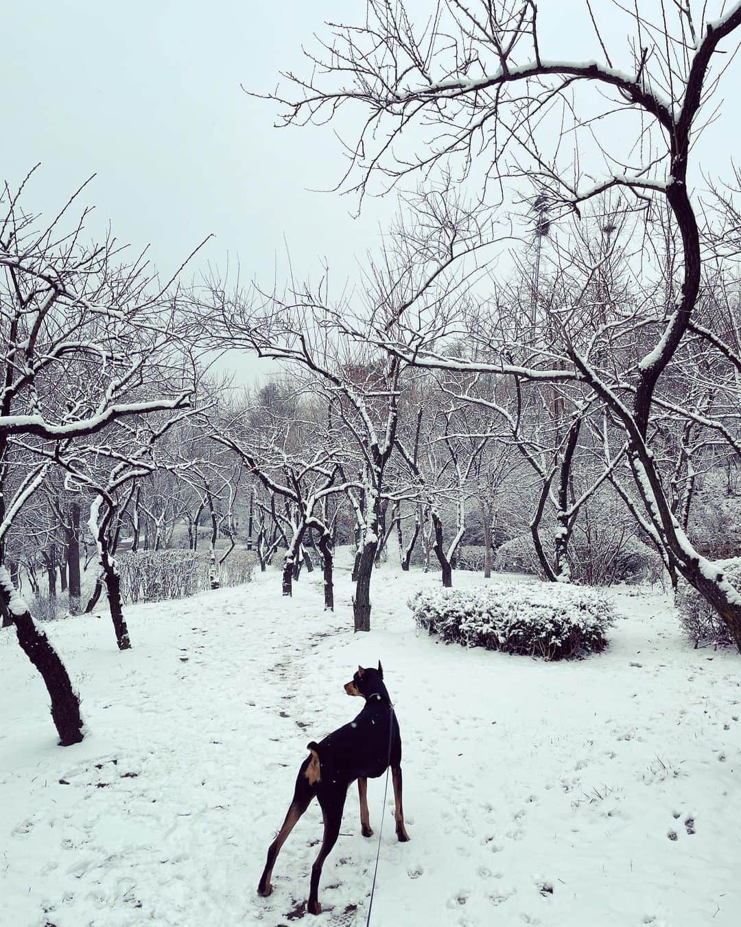 ペ・ジョンナムさんのインスタグラム写真 - (ペ・ジョンナムInstagram)「눈많이왔네~~🤩🌨❄️☃️⛄️」12月13日 11時48分 - jungnam_bae