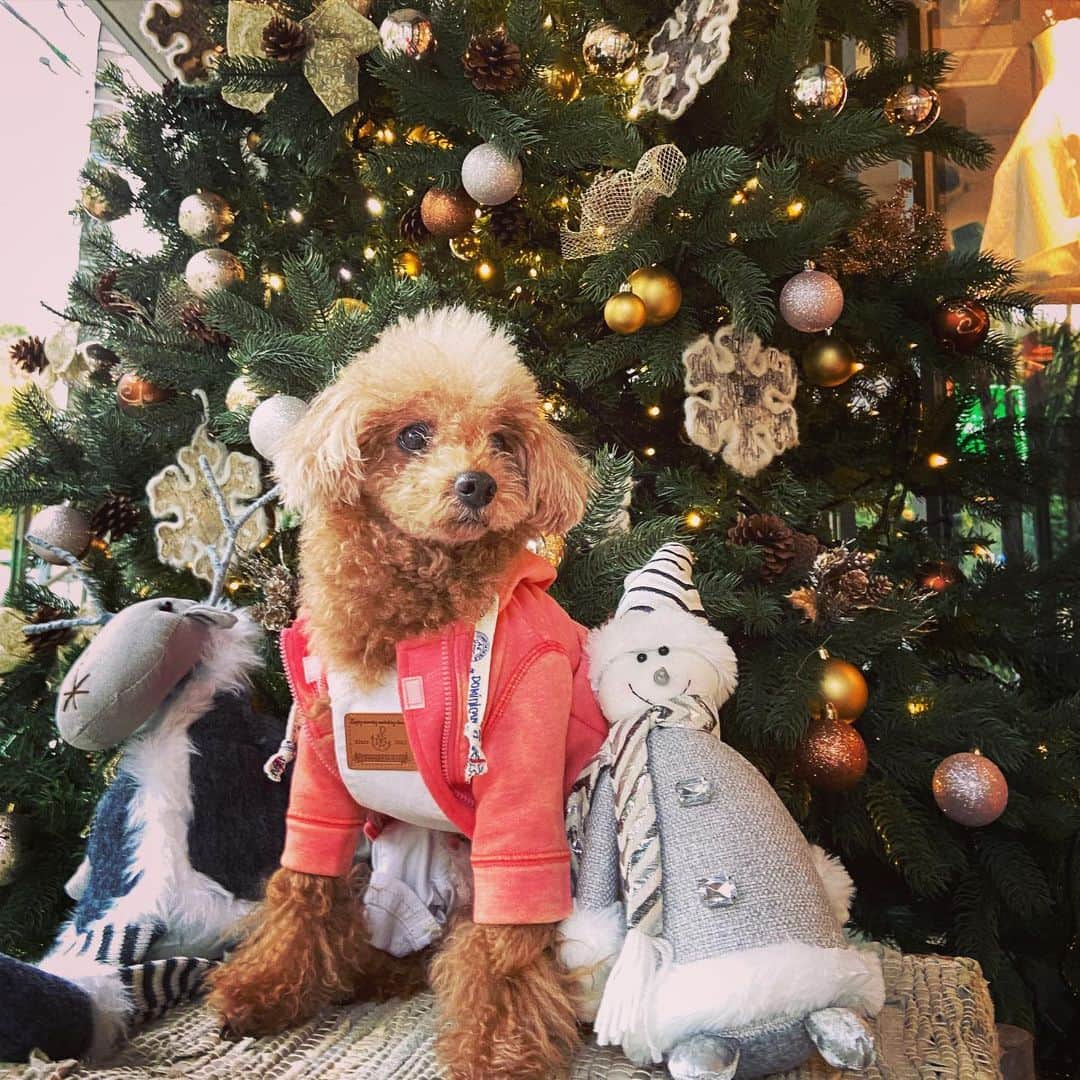 日々野真理のインスタグラム：「#クリスマス #クリスマスツリー #愛犬との時間 #愛犬とおそろいコーデ」