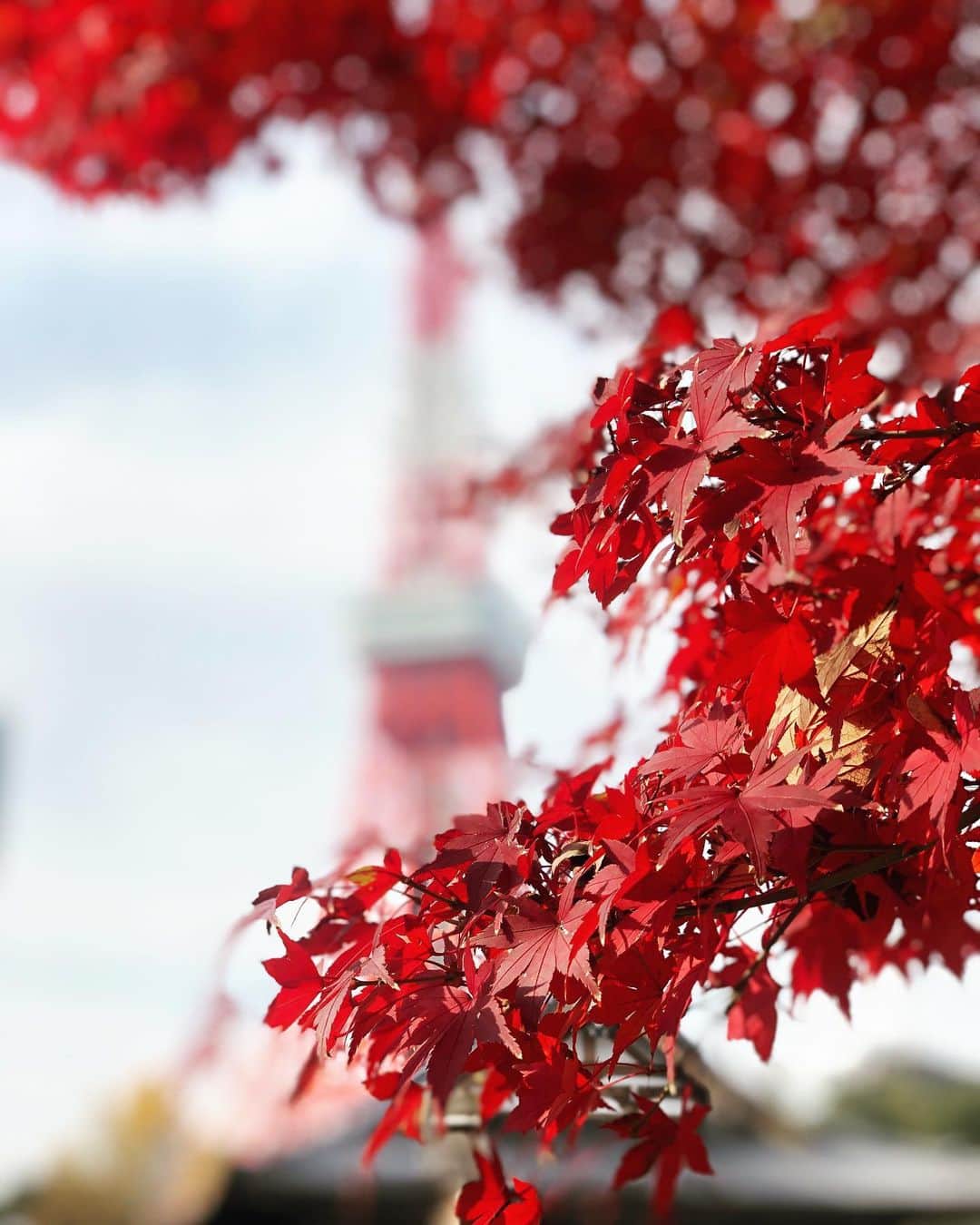 のインスタグラム：「暖かい休日。秋を見つけました🍂 これから益々寒くなるなあ、、 日差しが恋しくなるなあ。。🥺 . Japan feeling autumn🍁 Very nice view.  The four seasons in Japan are very wonderful. #紅葉 #東京タワー #Autumnleaves #autumn #tokyo #tokyotower」