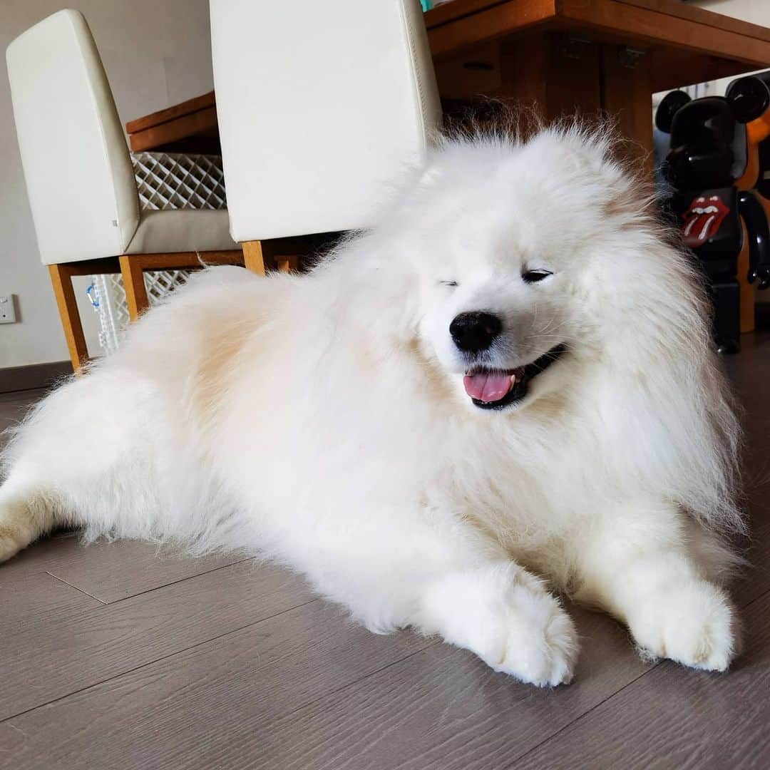のインスタグラム：「😜😜😜 #cute #dog #doglover #dogsofinstagram #dogoftheday #dogofthedayjp #dogstagram #fluffy #hkig #hongkong #ilovemydog #instadog #instagood #instamood #instagraphy #instapic #samoyedoninstagram #pet #petlovers #petsofinstagram #petstagram #photooftheday #puppy #pupsofinstagram #samoyed #samoyedsofinstagram #webstagram #犬 #サモエド」