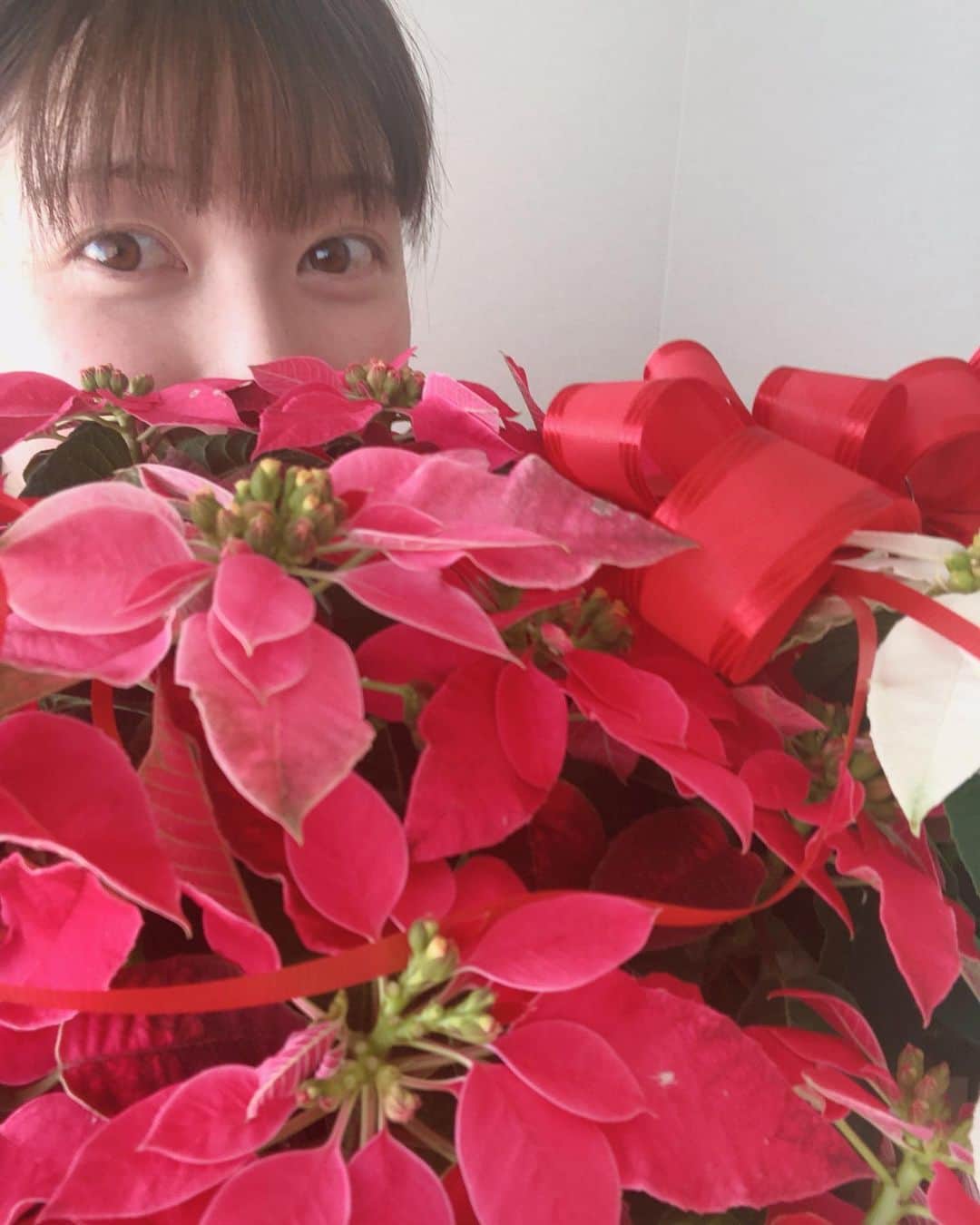 山口実香さんのインスタグラム写真 - (山口実香Instagram)「． #ポインセチア からチラッ👀✨」12月13日 13時37分 - yama.mikan
