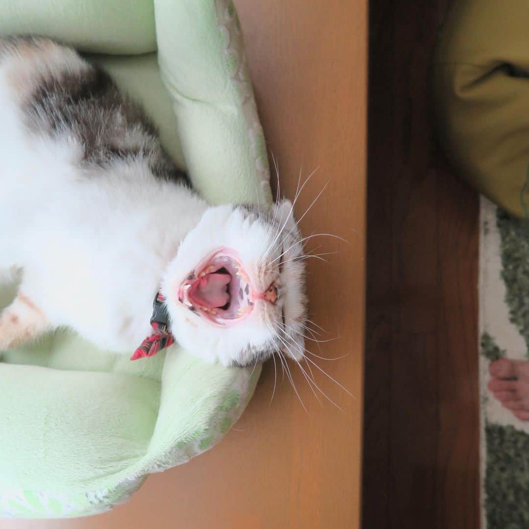takegaeruのインスタグラム：「冬の日差しでポカポカになった猫の匂い好き😙❤️   #cat #scottishfold #猫 #スコティッシュフォールド #三毛スコ友の会」