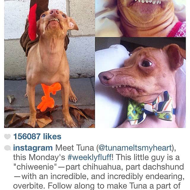 Tuna {breed:chiweenie} さんのインスタグラム写真 - (Tuna {breed:chiweenie} Instagram)「I almost went to bed without posting about this milestone! Ten years ago today, Dec 12th, 2010, I laid eyes on this sweet little baby for the  very first time. He was being shown for adoption at a Farmer’s Market in LA, and the record stopped when I saw him. He was wearing an oversized sweater-shirt and was shivering from the cold LA air (it was about 65 degrees that day. Haha) He didn’t have any teeth at the time but his little face and overbite melted my heart. A year later in 2011, I joined Instagram but I didn’t have any agenda whatsoever to garner a following. Instagram didn’t even have influencers back then. I decided to make the account about Tuna because I didn’t want to make it about me. Plain and simple, but almost immediately people were drawn to his unconventional features and told me in comments that he brought a lot of joy and laughter. One year later, on Dec 12th, 2012, he went viral when @instagram featured 3 pictures in 1 of him on their profile unbeknownst to me. That changed everything for us and I’m so thankful to @dantoffey for putting Toons on the map. I’m also so thankful for all of you who have been following, whether it’s been one day or ten years, and everything in between. You guys are the absolute greatest and I’m so humbled that you’ve been apart of our lives this long! Since Dec 12th was a big day for us for two different years, I wanted to make sure that I celebrated it even though the day is almost over on the east coast because it’s 12 minutes to midnight. Whoa! 12 again!」12月13日 13時49分 - tunameltsmyheart