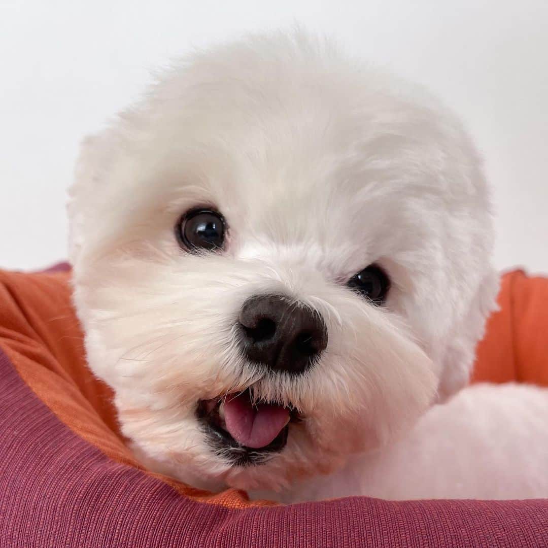 セロリのインスタグラム：「【いくらとベッド】 このタイトルでこれだけ写真が撮れました(笑) #maltese #マルチーズ  #malteseofinstagram #maltese101 #malteser #malteseofficial #maltesedog #dog #instadog #dogstagram #dogoftheday #doglovers #instapet #adorable #ilovemydog  #ペット #わんこ #ふわもこ部 #犬のいる暮らし #いぬら部  #いぬすたぐらむ #イッヌ」