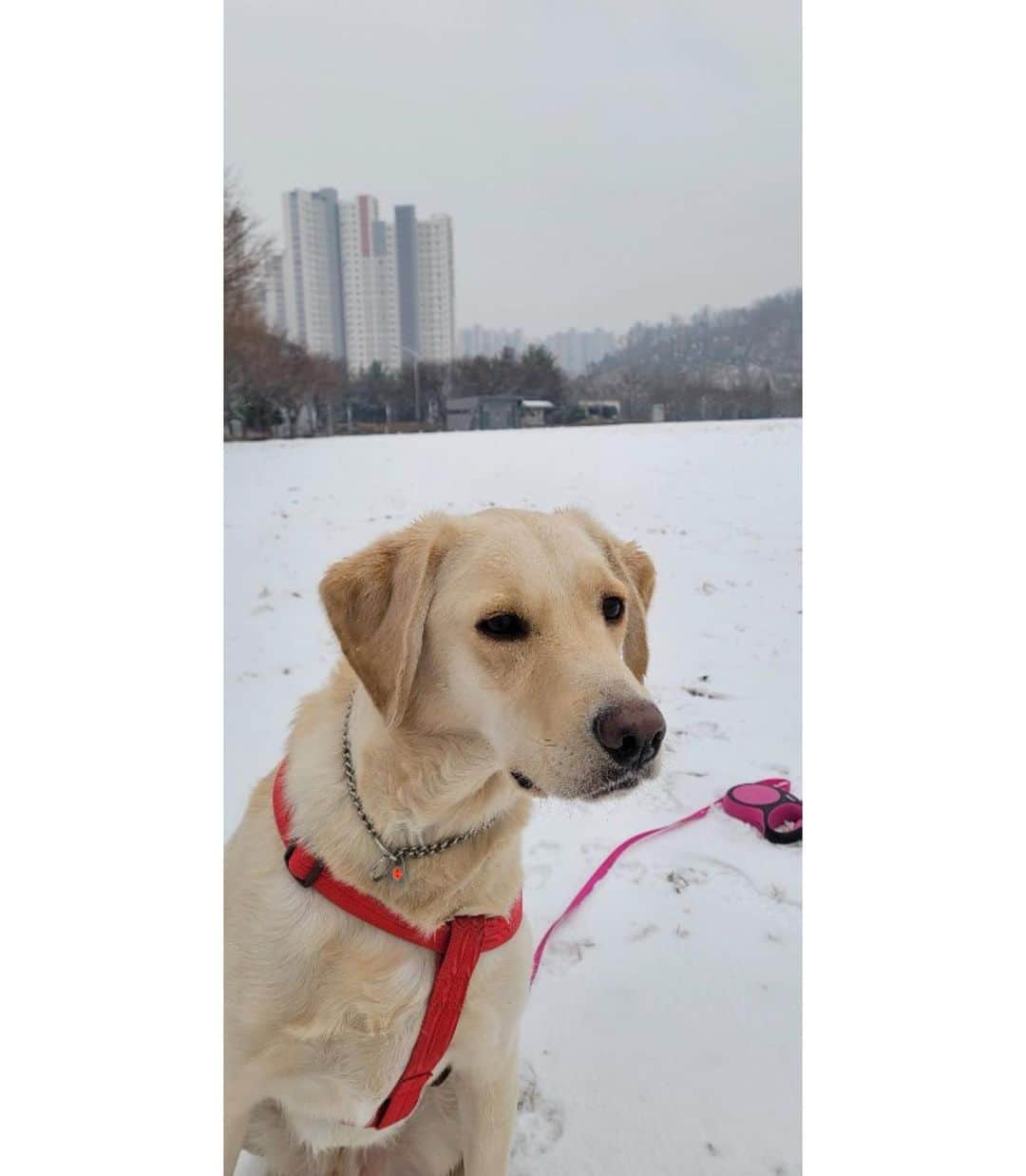 のインスタグラム：「리틀잉 #little」