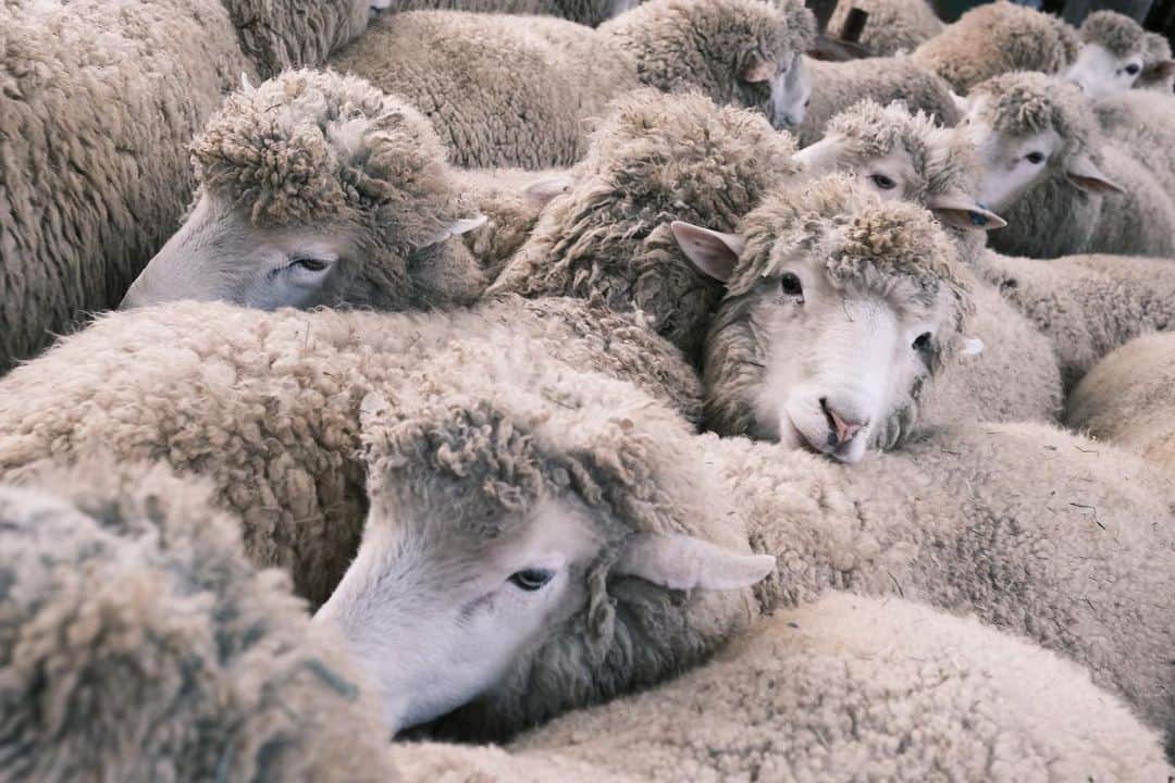 イ・ジョンシンさんのインスタグラム写真 - (イ・ジョンシンInstagram)「#staywarm #myroom #sheep」12月13日 14時12分 - leejungshin91