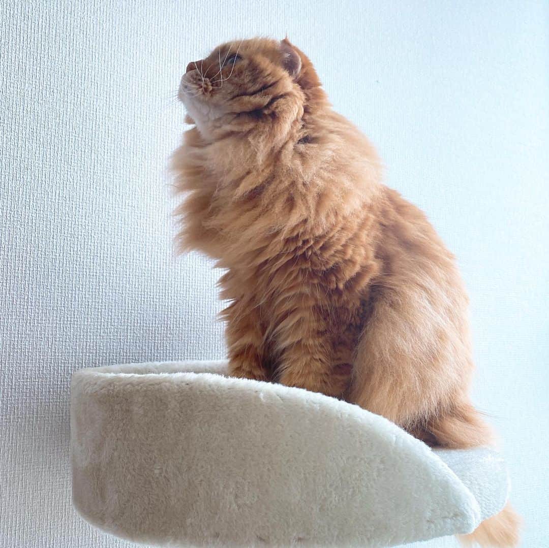 井上富美子さんのインスタグラム写真 - (井上富美子Instagram)「めずらしく キャットタワーの最上部へ  そして更に上を目指す…？  #ねこ #猫 #愛しい #可愛い #癒し #cat #catstagram」12月13日 14時55分 - fumi_ino1222