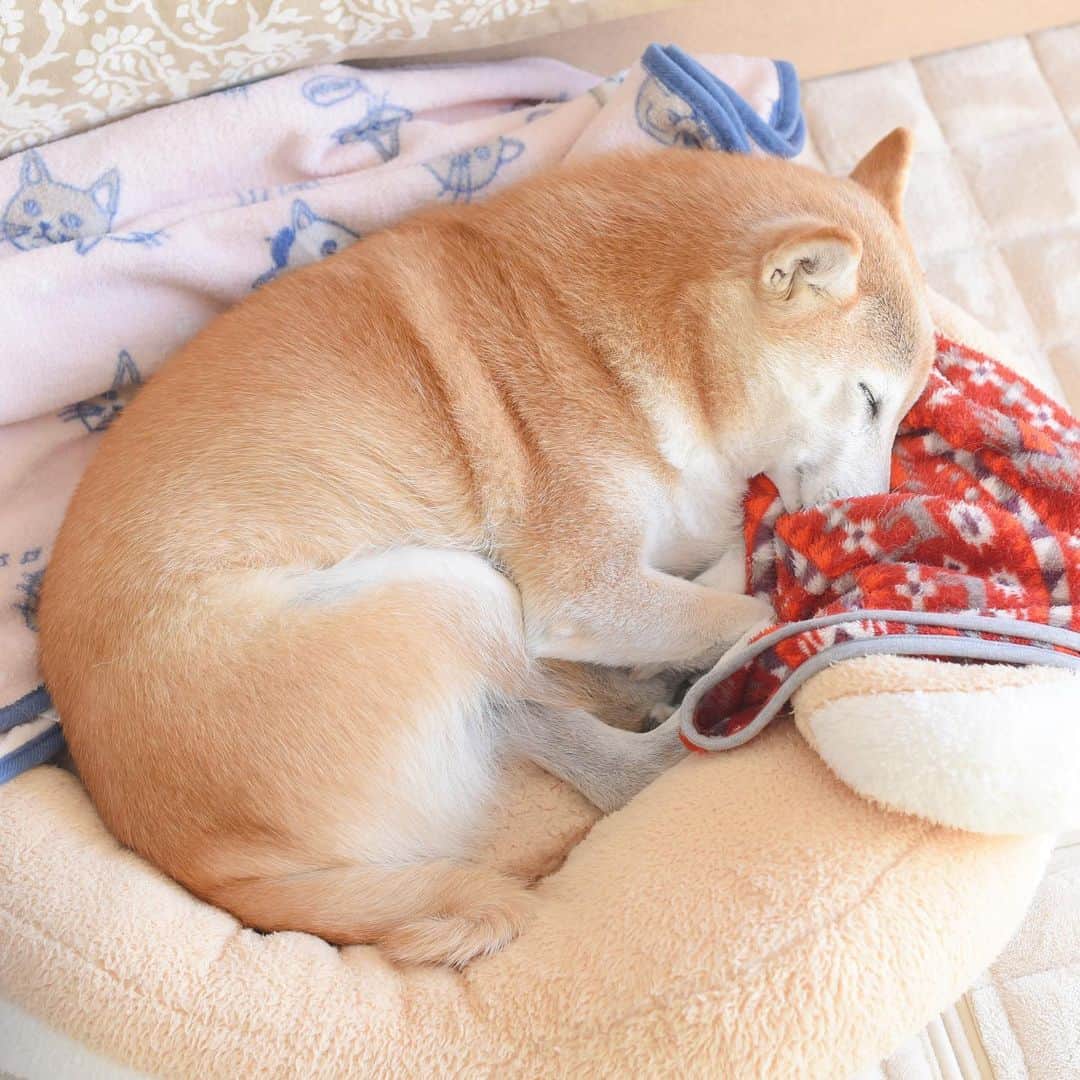 meekooのインスタグラム：「オハナナイナイ🥰 #かぶりつきたい」
