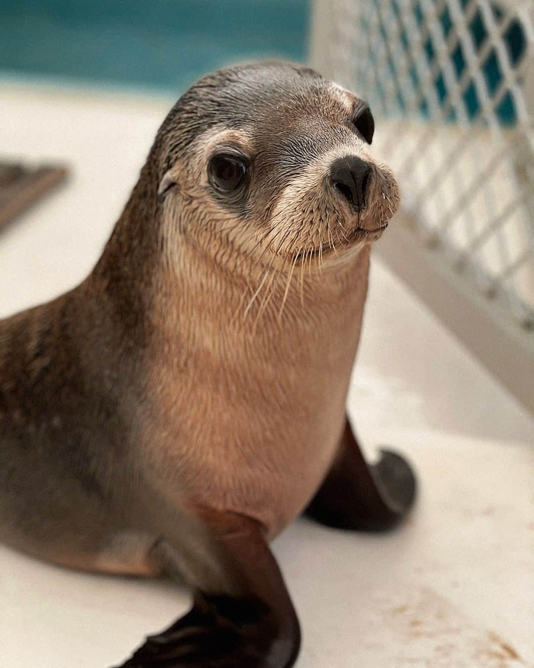 タロンガ動物園さんのインスタグラム写真 - (タロンガ動物園Instagram)「Sea-iously though 💕  📸 via keeper Michelle   @australia #forthewild #tarongakeepercam #seeaustralia」12月13日 16時00分 - tarongazoo