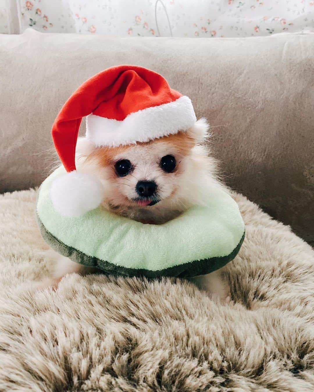 r_oseのインスタグラム：「Feeling so festive🐰❤️🎄〰️」