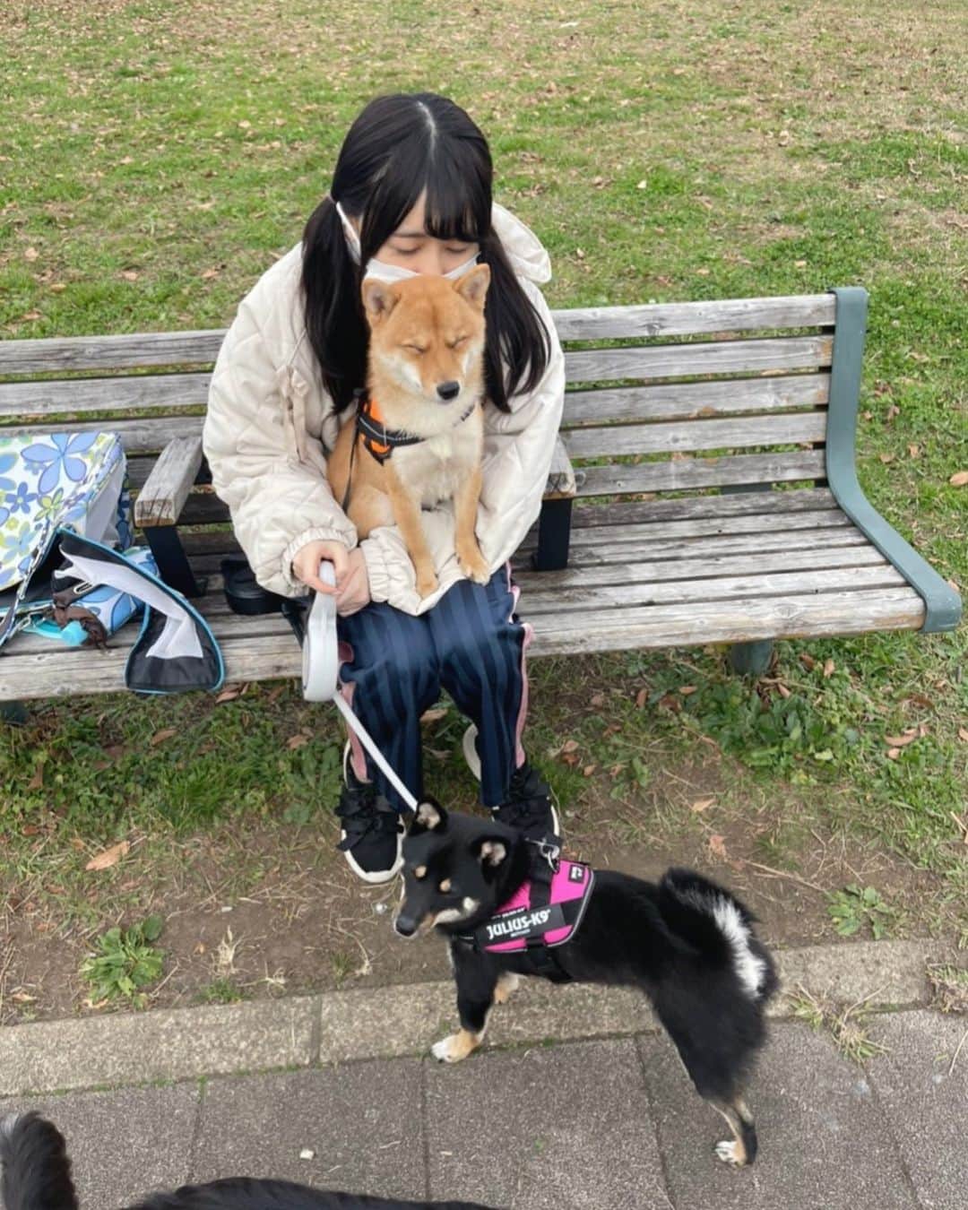 環奈（長沢菜々香の飼い犬）のインスタグラム：「みんな疲れてる ふぅ  . .  . . .  #豆柴#柴犬#日本犬#黒柴#黒豆柴#まめしば#しばいぬ#しば#しばすたぐらむ #こいぬ #柴  #ここ柴部#柴子犬 #shibalove #mameshiba #kuroshiba #shibainu #shiba #shibadog #shibastagram #shibastyle」