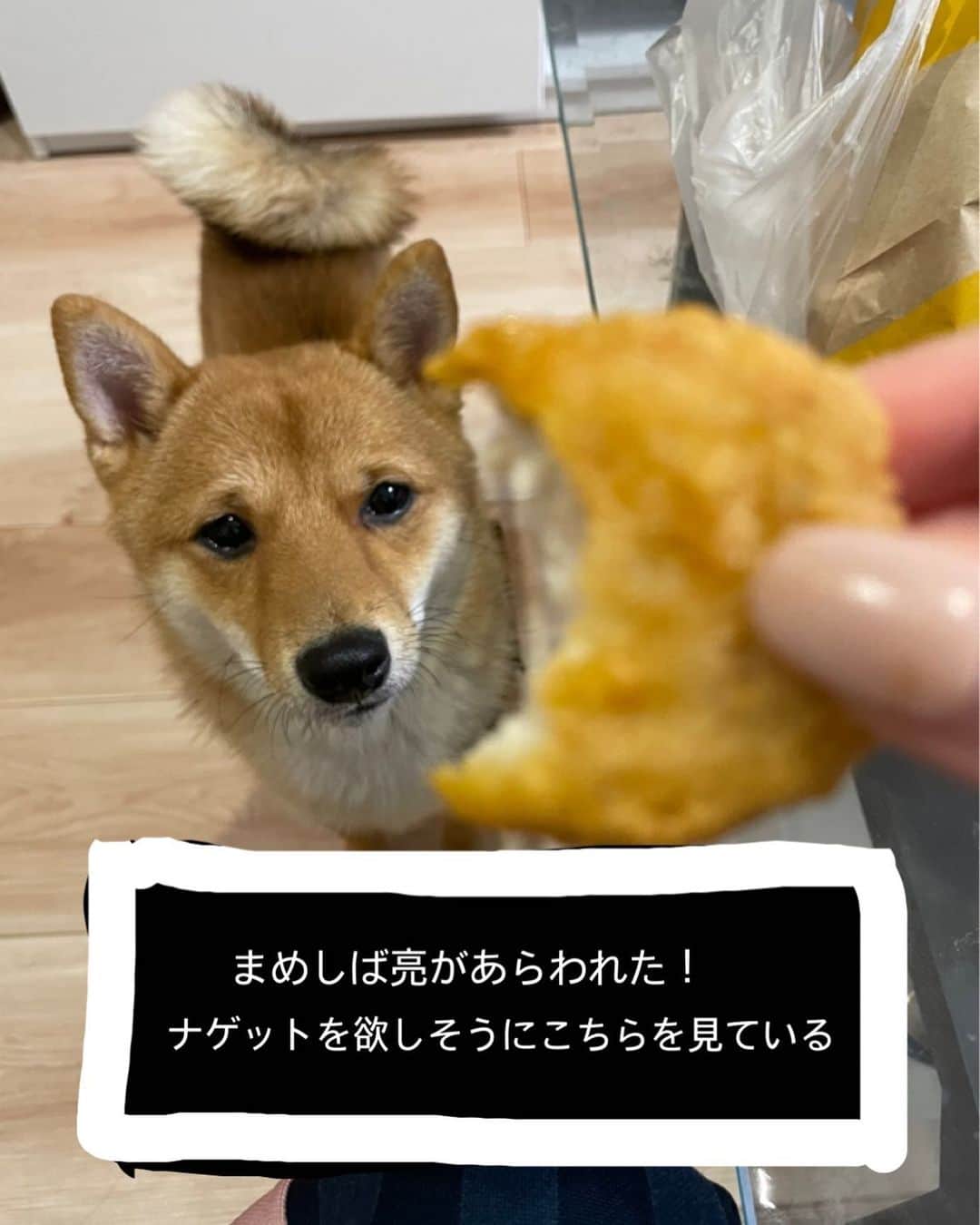 環奈（長沢菜々香の飼い犬）のインスタグラム：「どうしますか？  . .  . . .  #豆柴#柴犬#日本犬#黒柴#黒豆柴#まめしば#しばいぬ#しば#しばすたぐらむ #こいぬ #柴  #ここ柴部#柴子犬 #shibalove #mameshiba #kuroshiba #shibainu #shiba #shibadog #shibastagram #shibastyle」