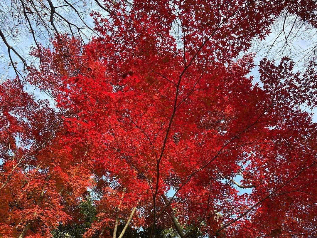 いとうかなこさんのインスタグラム写真 - (いとうかなこInstagram)「みなさん元気ですか、私は元気です🍁」12月13日 16時46分 - kanakoito0328