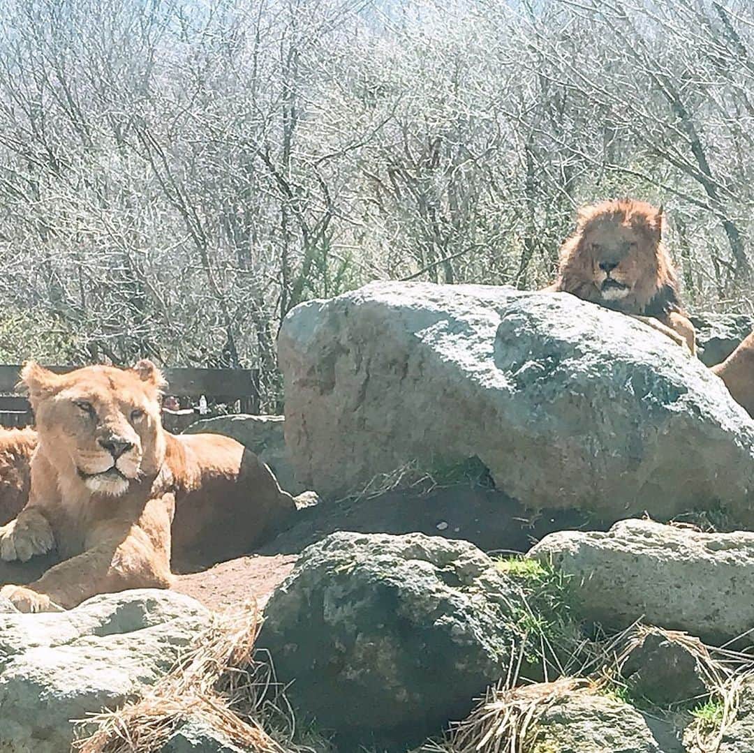 戸谷公人のインスタグラム：「動物園に行きたい今日この頃😊  #ライオン好き #来年は絶対行く #動物好き」