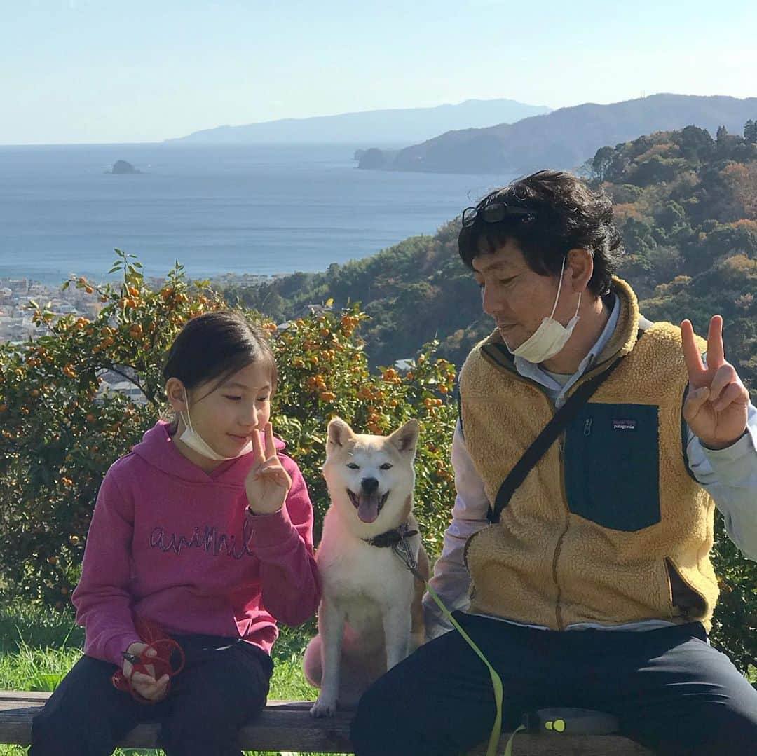 柴犬リリコのインスタグラム：「今日はみんなでみかん狩り🍊🍊🍊リリコさんも珍しくグイグイと先導し、お出かけを楽しんでくれたようです🥰 #みかん狩り #宇佐美農園 #ワンコOK」