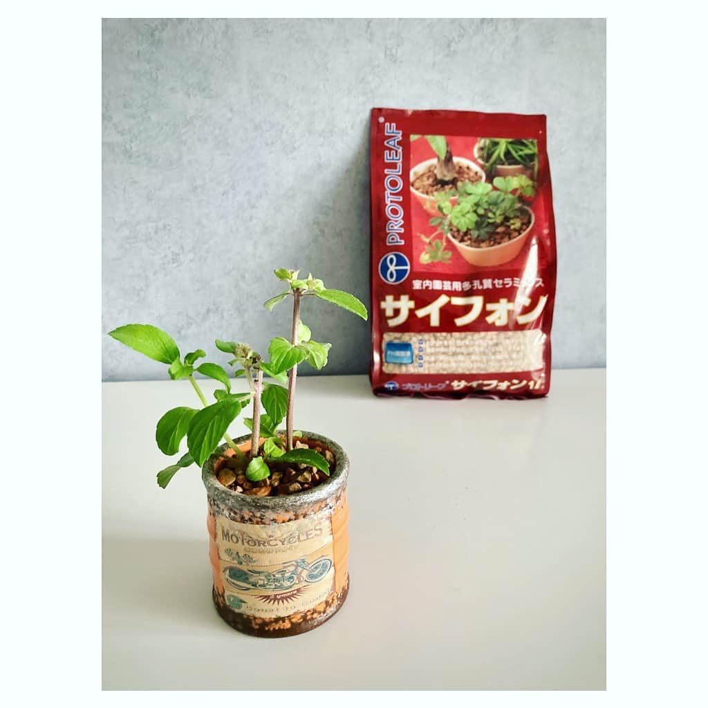 のインスタグラム：「🌱 虫の来ない土があれば良いのにナ〜 と思っていたら、ありました‼️😳 . 「多孔質セラミック」です。 セラミックなので、 室内に置いた植木鉢にも 虫がつかない！コバエが来ない！ やったーー‼️ . ということで、さっそく 良い香りがする正体不明のハーブらしきもの (以前投稿した、琉球硝子の花器に挿していたもの) を植えました。 . 液体肥料を混ぜた水をあげています。 今のところ・・・元気がありません。 植え替えは、春まで待てば良かったかなあ😂 . #インテリア植物　#植物のある暮らし #植物のある生活 #日々のこと #観葉植物インテリア #キッチンインテリア #インテリアグリーン」