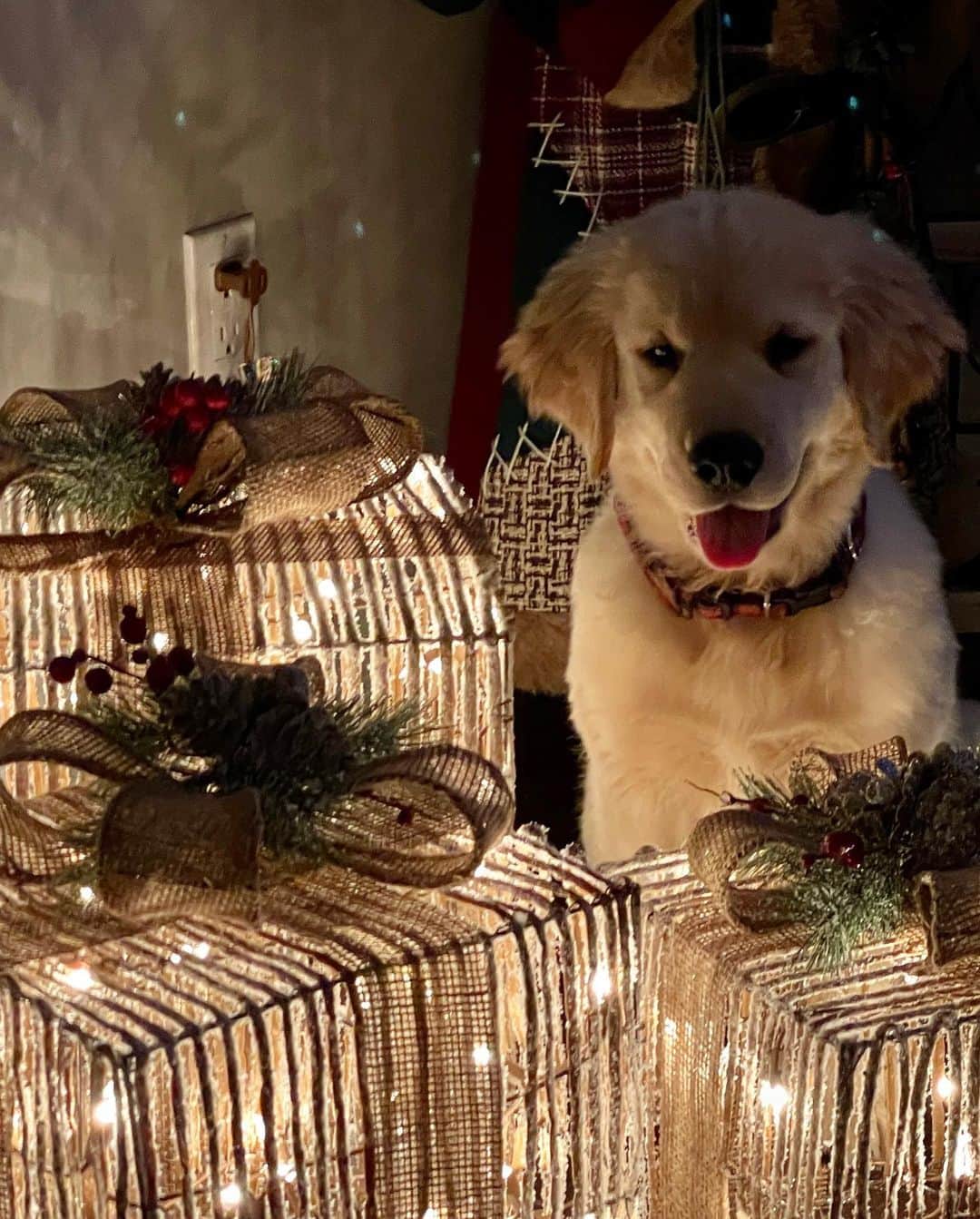 ショーン・メンデスさんのインスタグラム写真 - (ショーン・メンデスInstagram)「I mean comeawn. Sweet Christmas puppy boy」12月14日 3時07分 - shawnmendes
