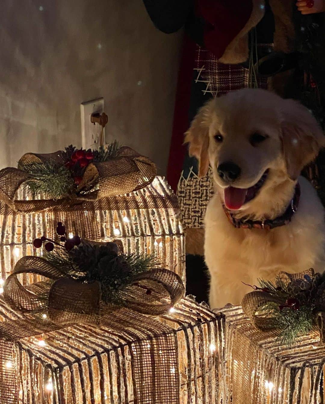 ショーン・メンデスさんのインスタグラム写真 - (ショーン・メンデスInstagram)「I mean comeawn. Sweet Christmas puppy boy」12月14日 3時07分 - shawnmendes