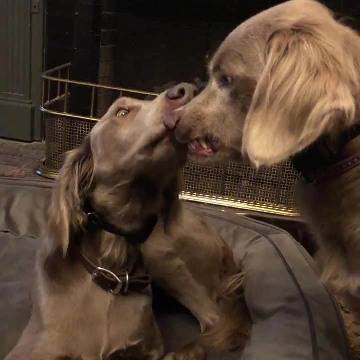 DogsOf Instagramのインスタグラム：「"Some things only your best friend is allowed to do." - @henrickandbyron  #dogsofinstagram #beautyroutine #bestfrens」