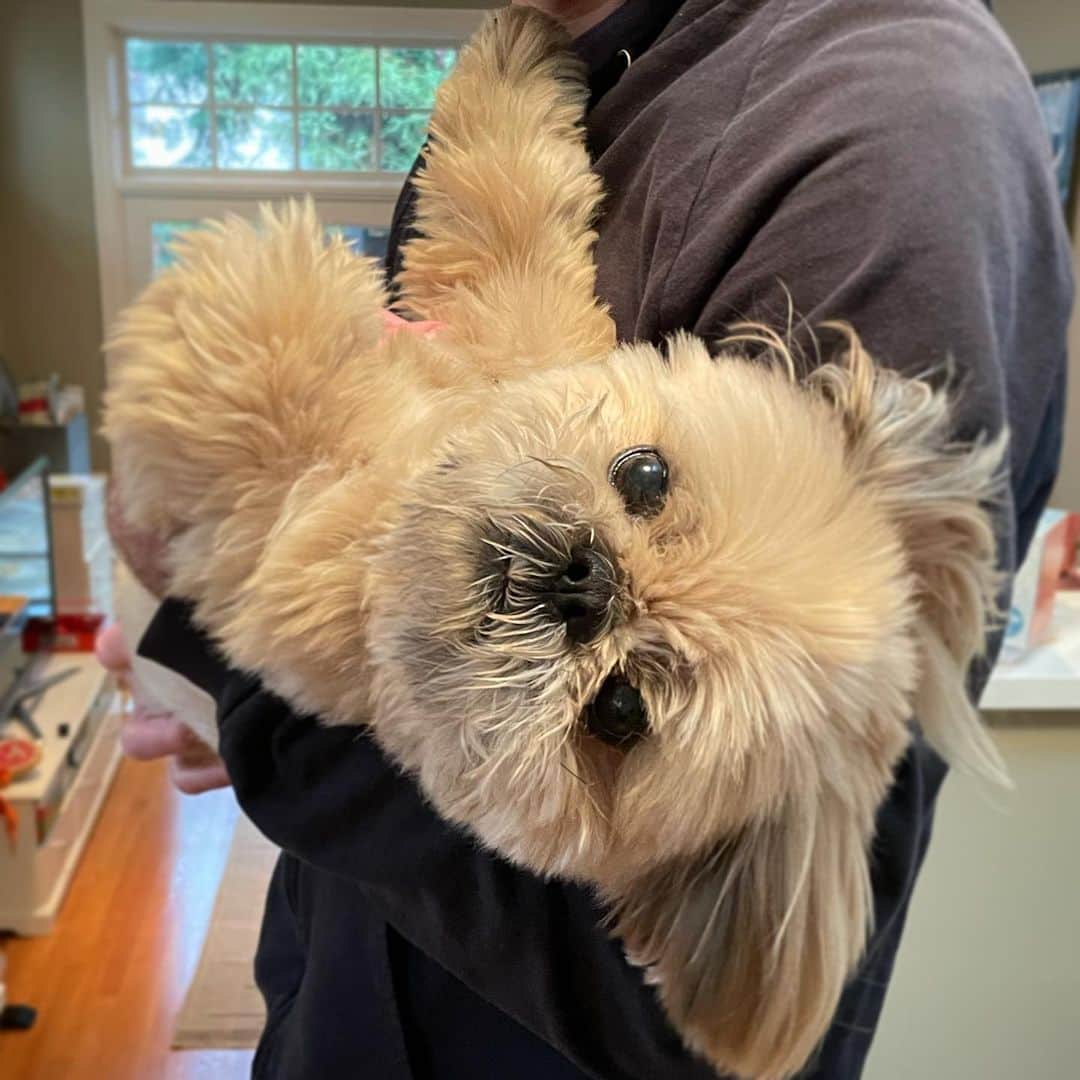 Dougie the Shih Tzuのインスタグラム：「🐨」