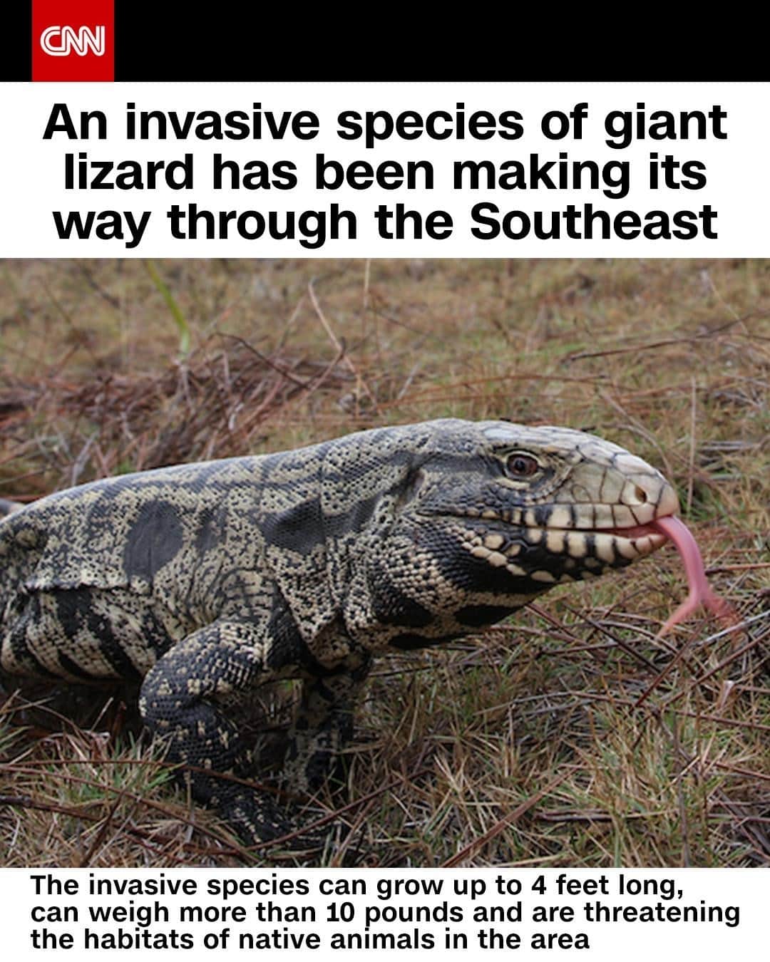 CNNさんのインスタグラム写真 - (CNNInstagram)「An invasive species of giant lizard that can grow up to 4 feet long is invading the Southeast and threatening native wildlife, according to Georgia officials.The Argentine black and white tegu can weigh more than 10 pounds and officials are concerned that they will compete with native animals for food and other resources, cause habitat damage, and transmit diseases. It is unclear how they were released into the wild, but tegu lizards are legal as pets in many states, so it's possible a domestic lizard was released, on purpose or accidentally. (📸: Dustin Smith/SCDNR)」12月14日 4時01分 - cnn