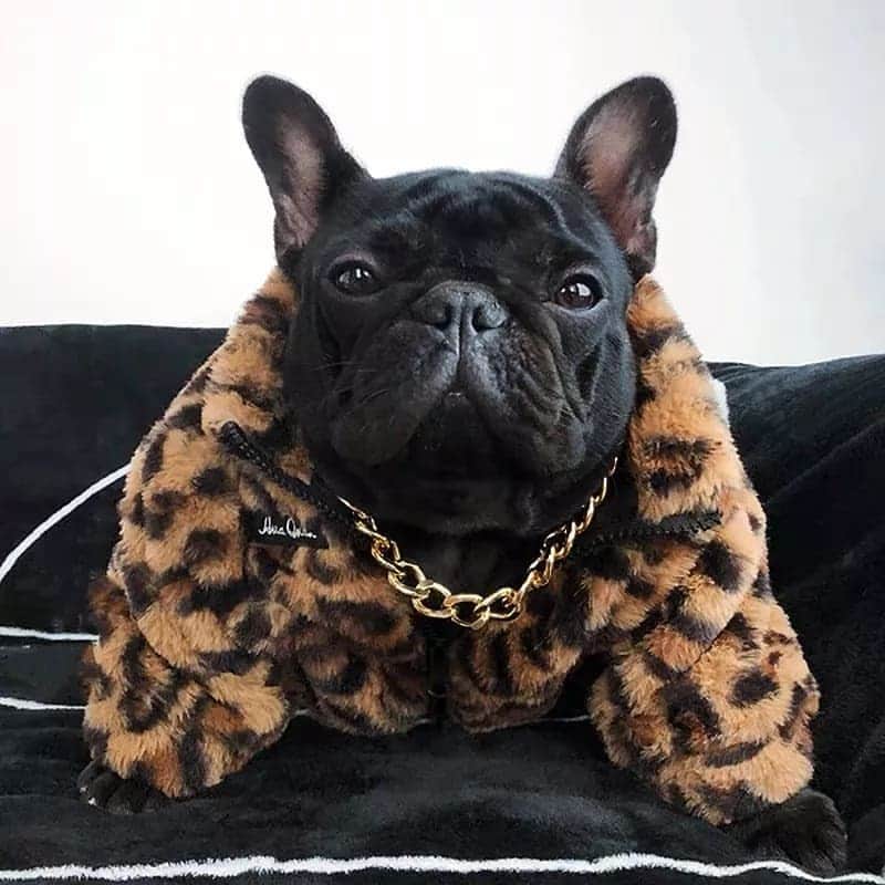 French Bulldogさんのインスタグラム写真 - (French BulldogInstagram)「Chillin' in my @frenchie.world leopard jacket 🐆🐆🐆 Exclusive in @frenchie.world shop 🛍🛍🛍 👉 LINK IN BIO 🔝 . . . . . #frenchbulldog #french_bulldogs #frenchie #frenchies #frenchieworld #frenchbulldoglife #frenchbulldoglove #frenchiesofinstagram #frenchie_photos #frenchielove #frenchielovers #frenchiemagazine #ブヒブヒ倶楽部公式 #フレンチブルドッグ #フレンチブルドッグパイド #フレンチブルドッグブリンドル #多頭飼い #犬服 #犬服ハンドメイド #どんぐり帽子 #ベアーボア帽」12月14日 4時16分 - frenchie.world