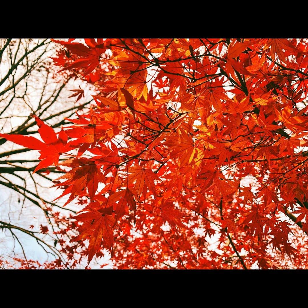 田口司さんのインスタグラム写真 - (田口司Instagram)「紅葉🍁  #紅葉 #photography #photooftheday #vsco #japan #tokyo」12月13日 19時21分 - tsukasa._.taguchi