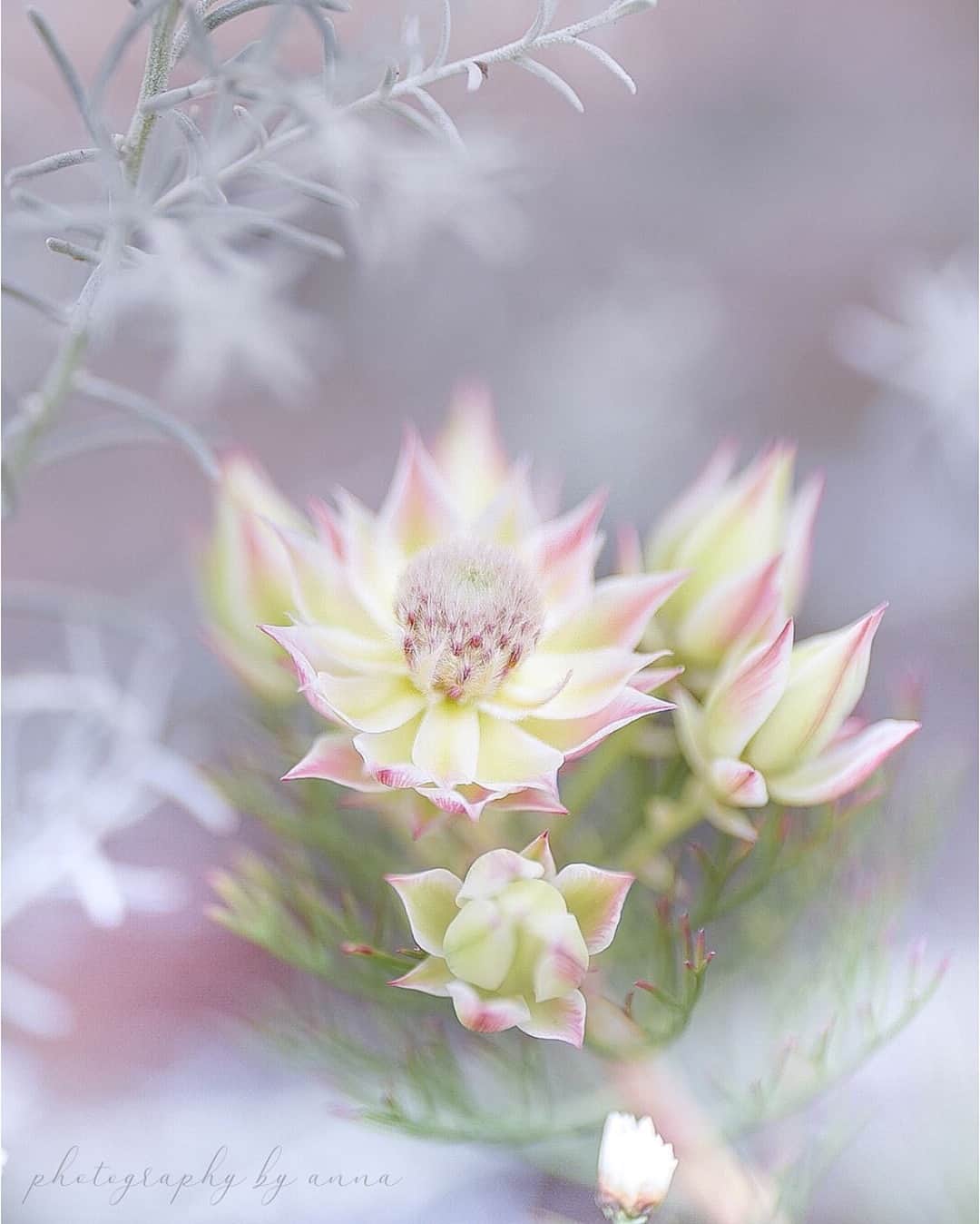 花の写真館のインスタグラム：「Photo by @my.a0928.⠀ https://instagram.com/my.a0928/⠀ .⠀ Original Post[投稿いただいたURL]⠀ https://www.instagram.com/p/CIRTO7MAzvd/⠀ .⠀ 本アカウントは、 #私の花の写真 をつけてInstagramに投稿された皆さまの花の写真や、「花の写真館」Facebookページで投稿された花の写真を紹介します。⠀ 「花の写真館」Facebookページは、「 @floral.photograph 」のプロフィールにあるURLからご覧ください。⠀ .⠀ ※各自、政府、自治体など公的機関の指示に従った行動をお願いします。⠀⠀ 東京カメラ部および分室では、写真を「見る楽しみ」を提供することを通して、微力ながら皆様にわずかな時間でも癒しをお届けしたいと思っております。⠀ ※本アカウントは東京カメラ部がFacebook、Instagramのサービスを利用して運営しているもので、Facebook社・Instagramとは一切関係ありません。⠀ .⠀ #花の写真館 #floralphotograph #floralphoto #flower #flowers⠀ Follow: @floral.photograph」