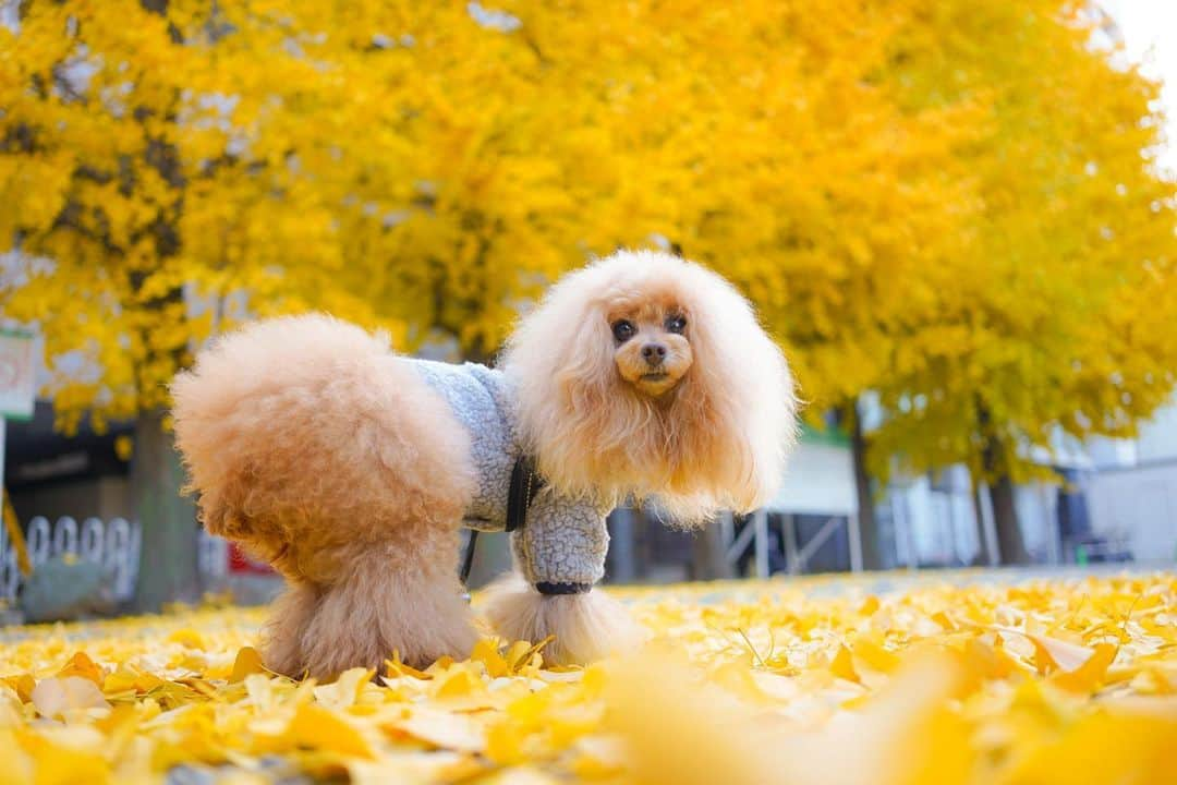 Toypoodle Mikuru?Asakusa Tokyoのインスタグラム：「20201213 Sunday. あさんぽ❣️ 浅草はまだまだ銀杏が綺麗ですよん🥰  みきゅるん 全部同じポーズなのは 桃尻アピールなのか？🤣  #浅草寺 #あさんぽ #銀杏」