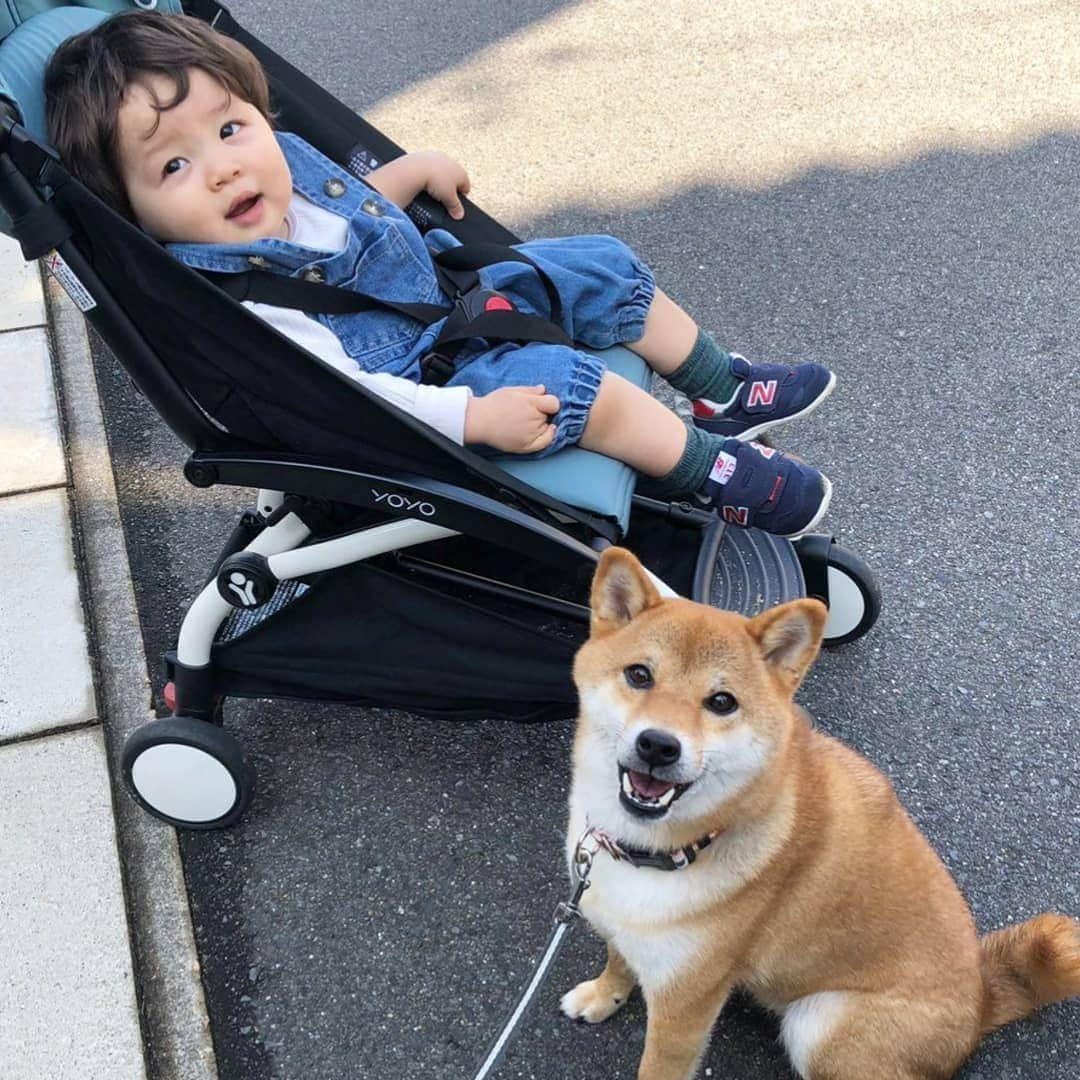 柴犬コマリさんのインスタグラム写真 - (柴犬コマリInstagram)「🍽️ ①②@asanayuna_beeline さんのフードボウル ③～⑤お皿を届けてくれたお友達の柴犬こてつ君&たっくん . 早食い防止のお皿初挑戦でしたが、フード50g完食まで２分→３分半になりました👏 コマリは消化が苦手なのでゆっくり食べてくれるの嬉しい❣️ . 私はお皿の質にはこだわりたい派なのですが、日本製陶器の安心素材で大満足でした🙆‍♀️ 本体も箱も可愛くてオシャレなのでプレゼントにもおすすめです🎄🎁✨ . #AsanaYuna #早食い防止フードボウル #瀬戸焼  #柴犬コマリ #柴犬 #日本犬 #いぬのきもち #pecoいぬ部 #shiba #shibainu #shibadog #shibalove #shibastagram」12月13日 19時35分 - shibakoma