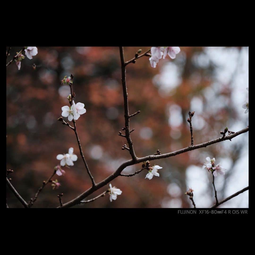 plus_thinkingのインスタグラム：「早咲きの桜 🍁🌸競演 . #beautifuljapan #snapJapan」