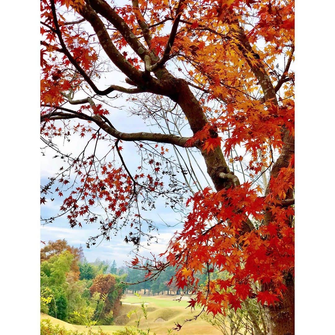 西山真以のインスタグラム：「* ゴルフを始めて三年。 ようやく心から楽しめるようになりました。 走らずカートに沢山乗れるようになったことは大きな進歩。🥲  ゴルフブランドではないけど、@doublestandard_official  をウェアとしても可愛いので最近使っています🖤  スコアは目標には届かず…でしたが、 スポーツにはちょうど良い気温で、紅葉も綺麗で気持ちの良い休日でした✨🍁 アプローチの練習頑張ろう！🏌️‍♀️  #golf #⛳️」