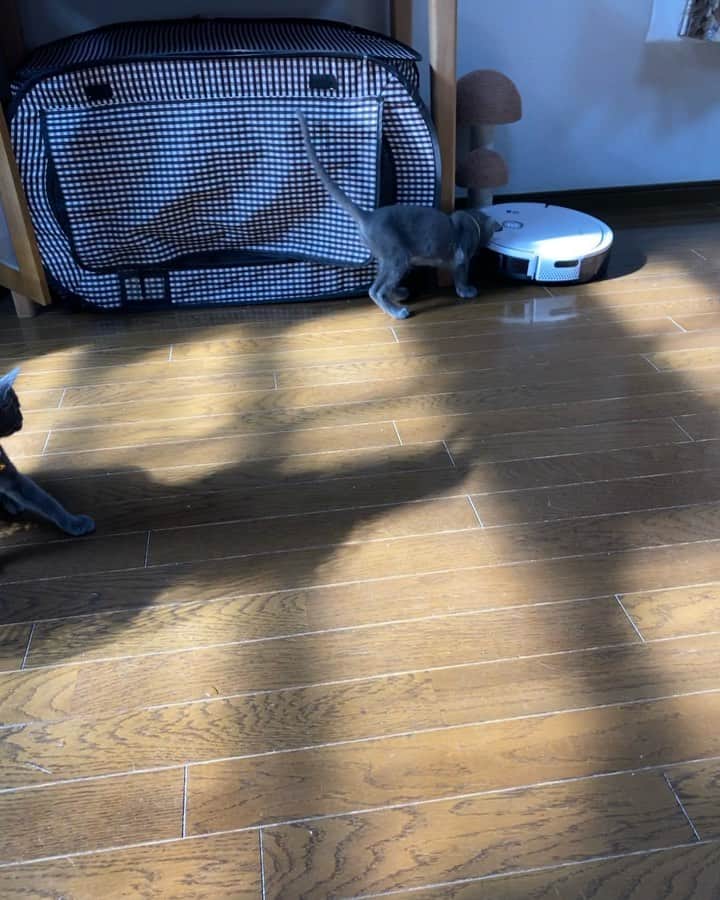 のインスタグラム：「. . 我が家の新入り🤣☝️.  . . 先日のAmazonのセールでめっちゃ安くなってたからポチッてみた☝️.  . . もっと早く買えば良かった〜って思えるロボット掃除機です☝️. . .  @ecovacs_jp . .  #deebotu2pro. . .  #ネコ#ねこのいる暮らし #シマホネコダスケ#シマホレスキュー #保健所出身  #ねこ#猫#ねこすたぐらむ #にゃんこ #にゃんすたぐらむ#猫好きな人と繋がりたい #保護猫 #ねこちゃんホンポ#子猫#多頭飼い #猫動画 #ペコねこ部#9gag  #catstagram#cats_of_instagram#catsofinstagram#kittycat #catlover #ilovecat #bestmeow#meow#cutepetclubs#club_of_cats#kitty」