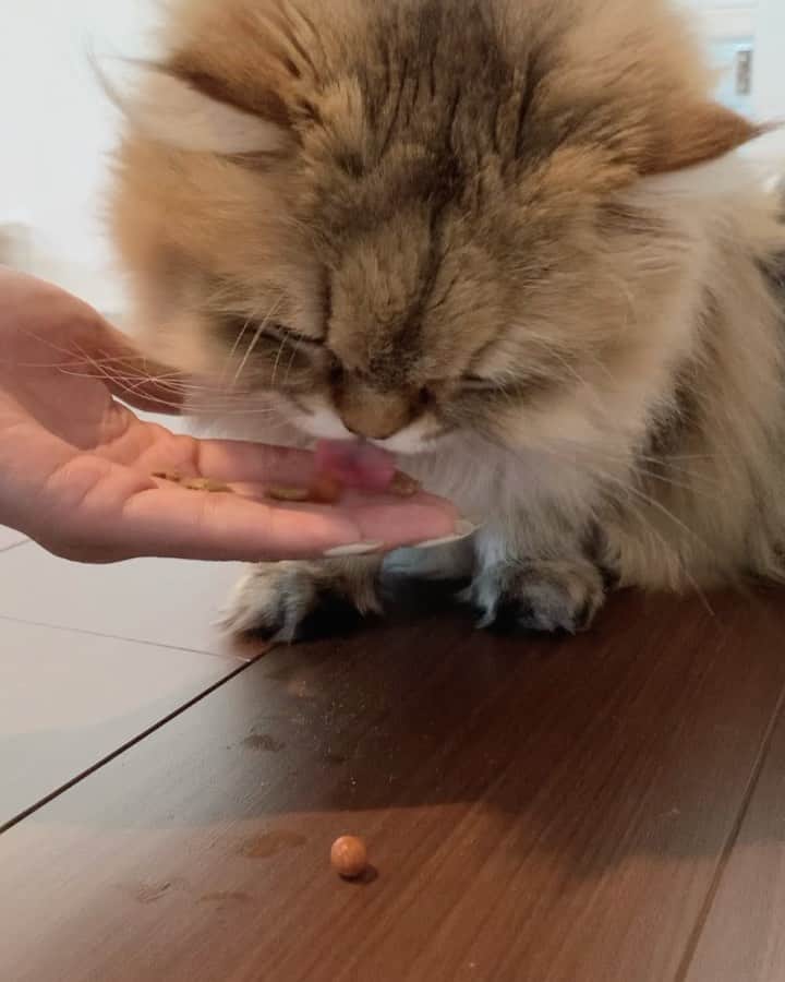 にこのインスタグラム：「#ねこ福 snacks  Niko is not good at eating round one  丸いボールの食べると いつもこうなる  ニコだけ？  #cat #cats #catfood #catsnacks #ねこ用おやつ #日清 #日清ペットフード #ねこ福 #グルメボール #キャットフード #ペットフード」