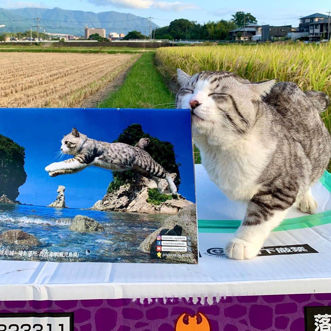 Nyankichi Noranekoさんのインスタグラム写真 - (Nyankichi NoranekoInstagram)「来るべき新しい年は・・・ 心機一転！新しいぼくのカレンダーで、新しい生活にちょっとした彩りと楽しみを感じていただけたら幸いにゃり📆😸  旅猫ニャン吉ファンサイト https://tabinekonyankichi.stores.jp  壁掛けカレンダー(amazon) https://www.amazon.co.jp/dp/B08M3TCNCX  壁掛けカレンダー(楽天市場) https://item.rakuten.co.jp/hokushinco/kk21033  卓上カレンダー(amazon) https://www.amazon.co.jp/dp/B08M3DK8MW  卓上カレンダー(楽天市場) https://item.rakuten.co.jp/hokushinco/tc21034  應該到來新的一年呢...  心思一轉！我的全新月曆裏，將新的生活稍稍點綴時，能夠感到期望的話就是幸福喵哩📆😸   It's time for the new year...  Getting a fresh start! In the new Nyankichi's calendar, when I embellish your new life a little bit, if you can feel desired words, it is full of happiness meow📆😸  #猫 #cat #고양이 #แมว #貓 #кошка #wats #chat #ニャンスタグラム #gato #catsofinstagram #ねこ部 #旅猫 #cats #aso #japan #猫写真 #ねこ #seekor #ネコ #kitty #パトロール #kucing #kucinglucu #カレンダー #猫カレンダー #旅猫ニャン吉ファンサイト」12月13日 20時40分 - noraneko_nyankichi