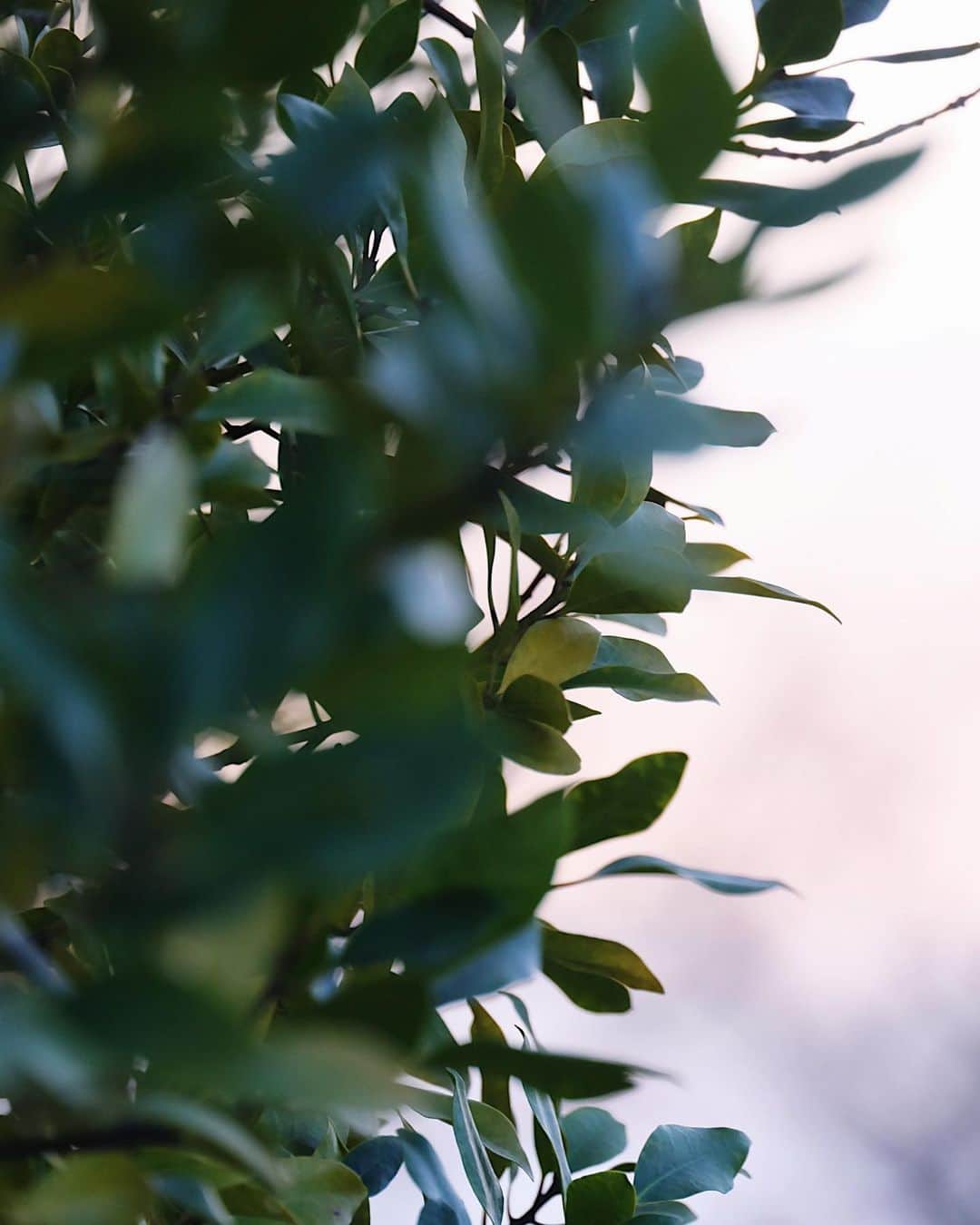 j.chikaのインスタグラム：「🍃﻿ ﻿ 冬の緑✨」