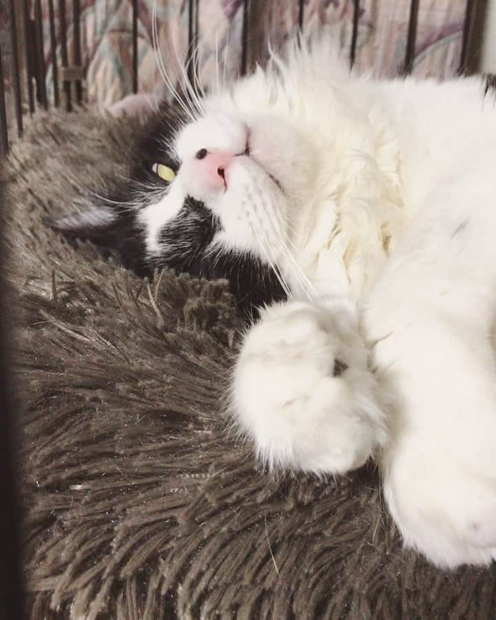 もじゃころのインスタグラム：「すやっすやばんどぅ（白目）※動画です  #黒目どこいった  #坂東玉隠しシャシャ丸  #白目」