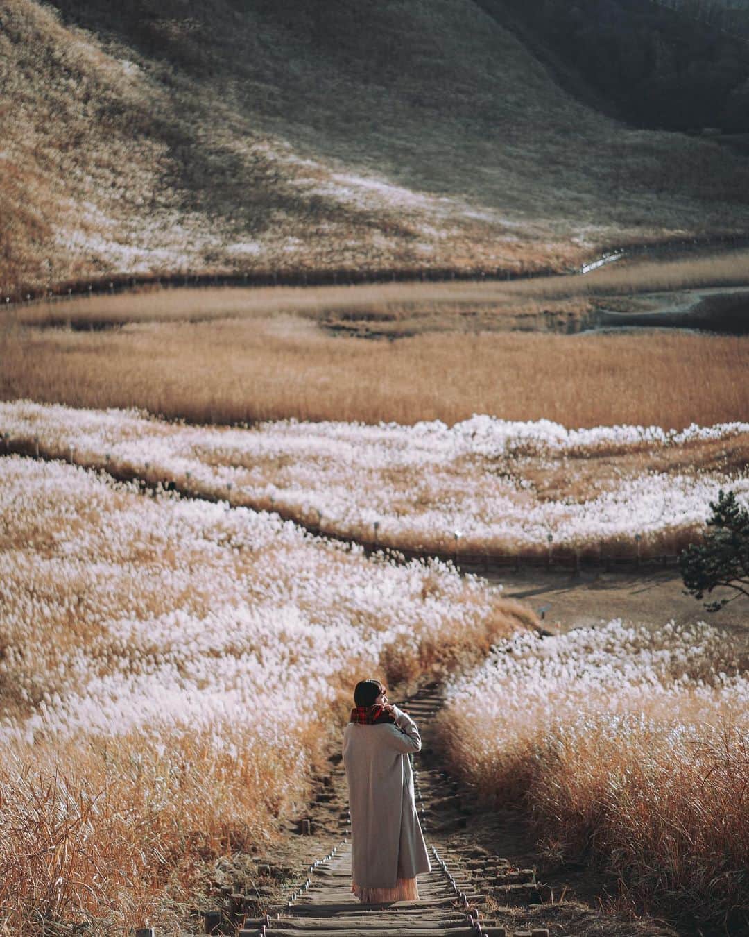 wacameraのインスタグラム：「#曽爾高原 is a plateau with beautiful awns. Wonderful autumn. 秋の曽爾高原、多分7年ぶりに行ったけどとても美しかった。明日から寒くなるみたいで、どうかみなさん風邪などお気をつけて💛」