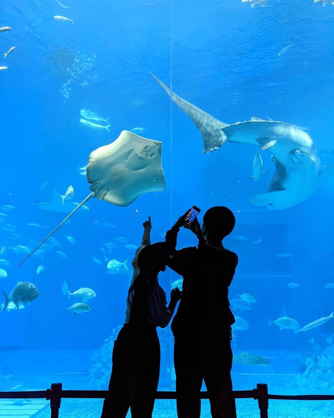 Rieさんのインスタグラム写真 - (RieInstagram)「みーちゃんは初めての美ら海水族館だったね☺️  写真で2人の後ろ姿が増えたなぁ。  それだけ2人が私の手から離れて 前を進むようになったんだなぁと、 しみじみ考えてた母さんでした🤱  #美ら海水族館#pixelで撮影」12月13日 21時07分 - riemirin_k